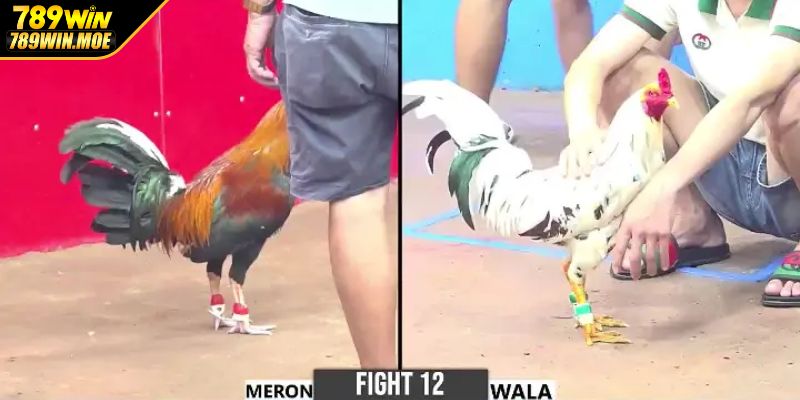 Đá Gà Tre tại Ws168 Đá Gà