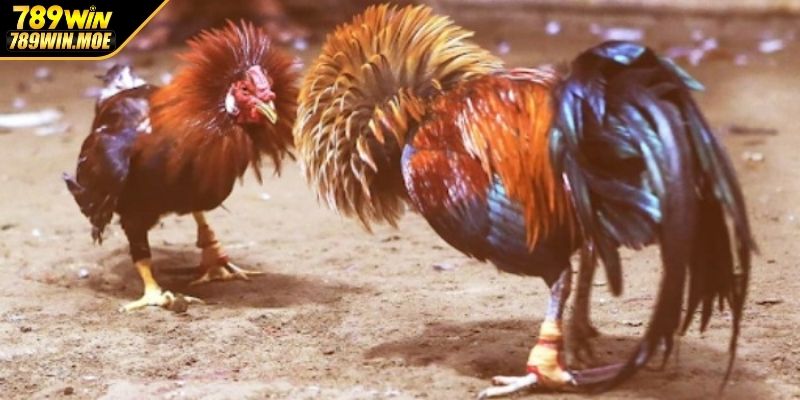Top 3 hình thức gây bão tại sảnh AOG đá gà hiện nay